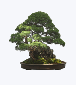 Bonsai